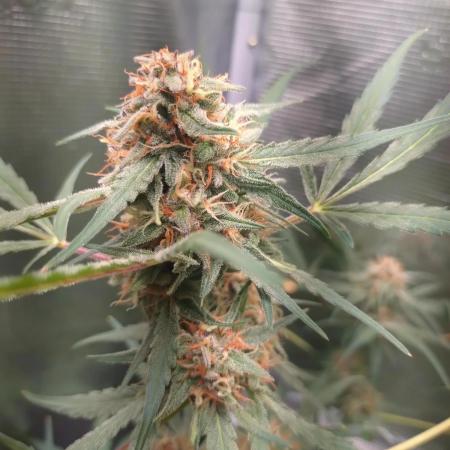 Strawberry Gorilla RF3