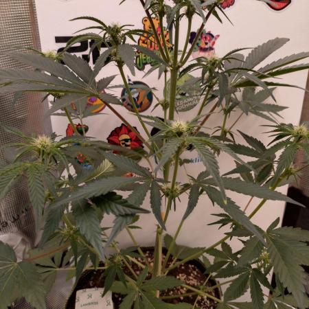Living Soil Mendo Frost