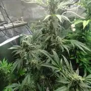 Tropical Butter Sause - DWC