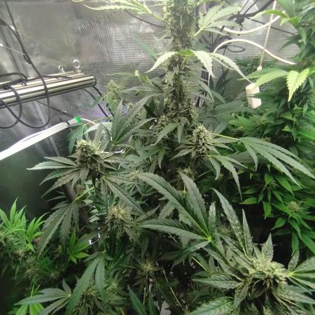 Tropical Butter Sause - DWC