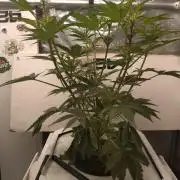 DWC Mendo Frost