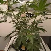 DWC Mendo Frost