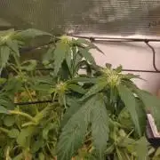 FrostBanger Auto