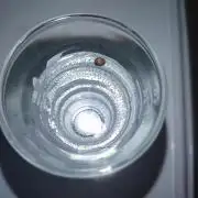 First Dwc Grow Souer Jealousy Auto