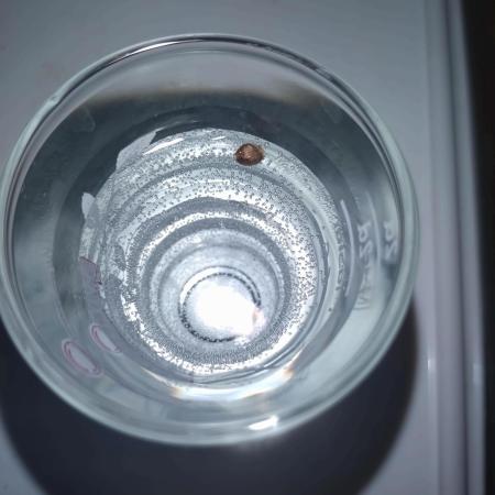 First Dwc Grow Souer Jealousy Auto