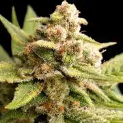 Guava Runtz