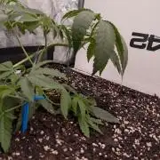 Living Soil Z42 FastBuds