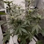 DWC Mendo Frost