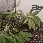 Living Soil Z42 FastBuds