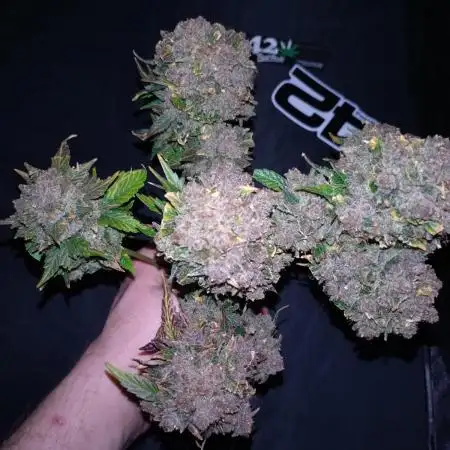 FrostBanger-Bonsai