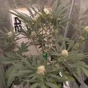 Living Soil Mendo Frost