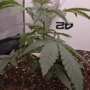 Living Soil Z42 FastBuds