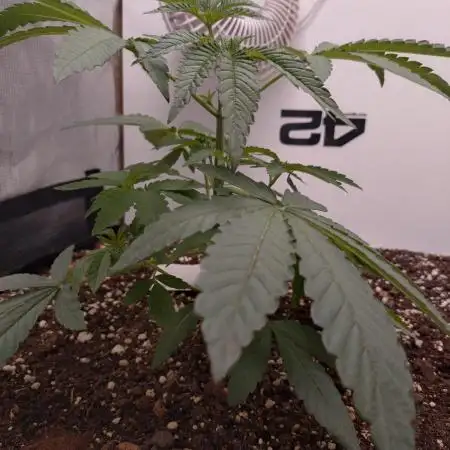 Living Soil Z42 FastBuds
