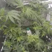 Living Soil Z42 FastBuds