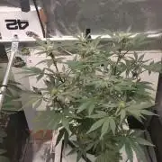 DWC Mendo Frost