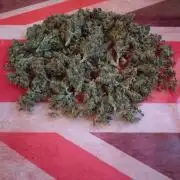 Bonzei versuch Auto Critical Soma