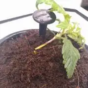 First Dwc Grow Souer Jealousy Auto