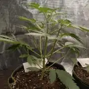 Living Soil Mendo Frost