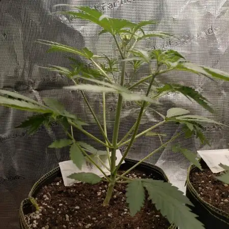 Living Soil Mendo Frost