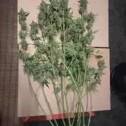 Tropical Butter Sause - DWC