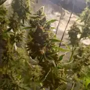 Tropical Butter Sause - DWC