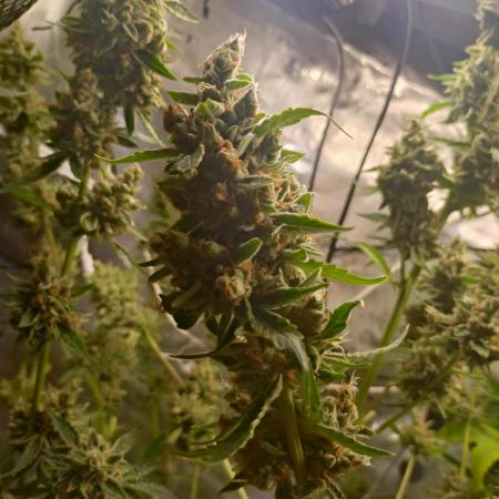 Tropical Butter Sause - DWC