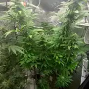 Lemon Mandarin