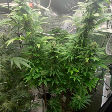 Lemon Mandarin