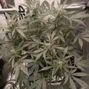 DWC Mendo Frost