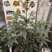 Guava Sundae Living Soil