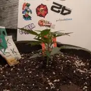 Guava Sundae Living Soil