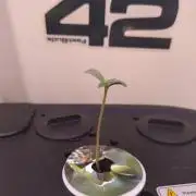 DWC Mendo Frost