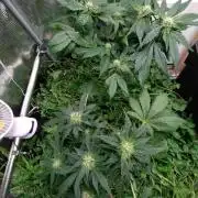 FrostBanger Auto