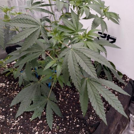 Living Soil Z42 FastBuds
