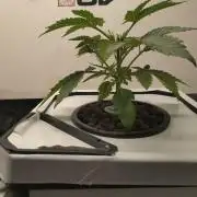 DWC Mendo Frost