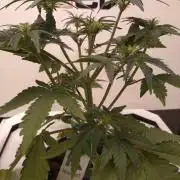 DWC Mendo Frost