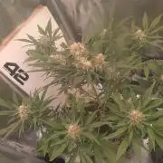 Living Soil Mendo Frost