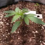 Living Soil Z42 FastBuds