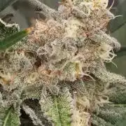 Living Soil Mendo Frost