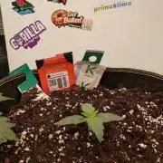 Guava Sundae Living Soil