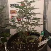 Guava Sundae Living Soil