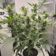 DWC Mendo Frost