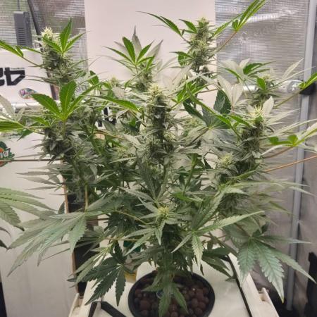 DWC Mendo Frost
