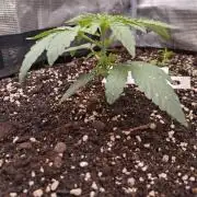 Living Soil Z42 FastBuds