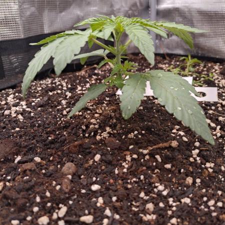 Living Soil Z42 FastBuds