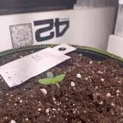 Living Soil Mendo Frost