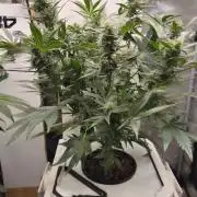 DWC Mendo Frost