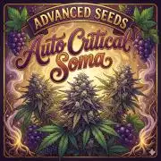 Bonzei versuch Auto Critical Soma