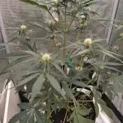 Living Soil Mendo Frost