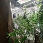 Tropical Butter Sause - DWC